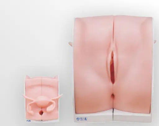 MODELO GENITAL FEMENINO 